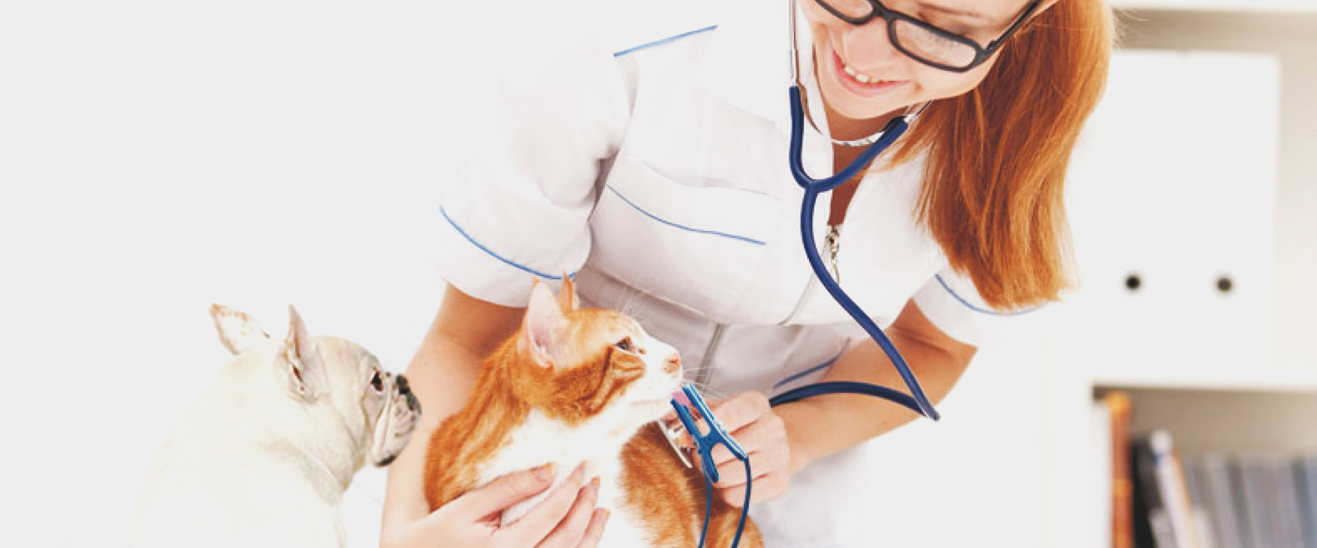 <h4>Vital Sign Monitoring Solutions for  </h4><h3><b>Animal Medical</b></h3> <p>Specialized in Providing Equipment for Animal Hospitals, Clinics and Research Institutions</p>